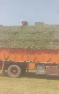 بیده خشک و پر برگ سبز