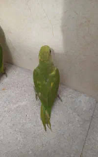 طوطی ملنگو ۳ ماهه