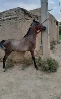 کره نر عرب یکسر