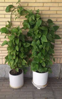 گل  پتوس  چماقدار