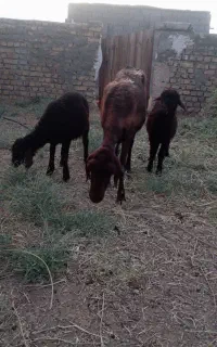 میش دوقلو