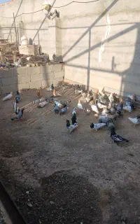 کبوتر