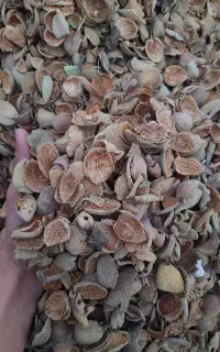 پست بادام خشک شده