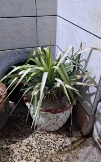 گیاه با گلدون