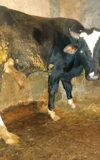 گاو