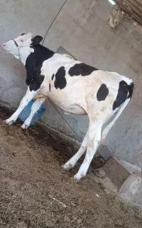 گاو یا گوساله ماده