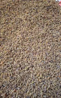 کشمش سایه خشک طبیعی وکاملا ارگانیک  مروست