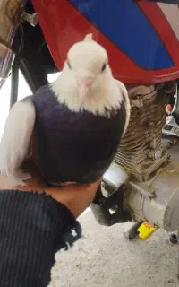 پرنده