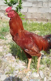 خروس لاری سرحال