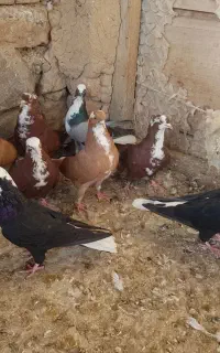 ۸ تا کبوتر عرب