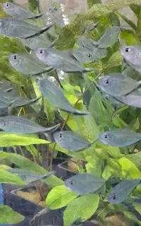 تترا رمبو دارف رسید