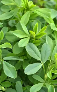 یونجه چین سه پر گل درجه یک بارلوکس