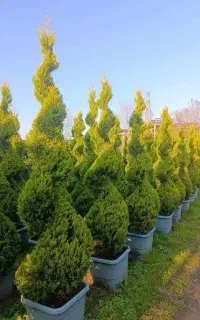 فروش تخصصی انواع کاج زینتی فضای سبز