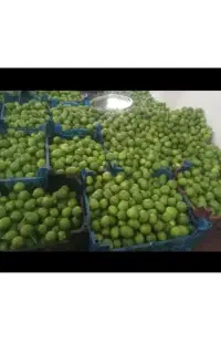 لیمو شیشه دزفول
