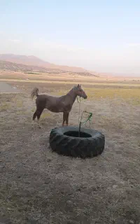 کره اسب نریون کرد