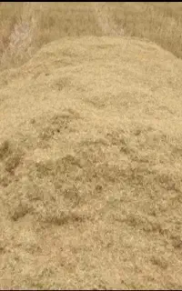 کاه گندم دیم کردستان