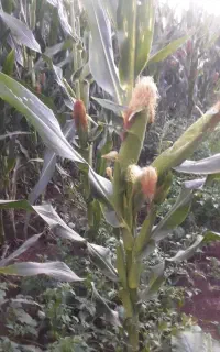 ذرت ژک و نرم