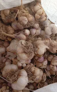 سیرمحلی
