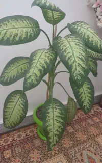 فروش گل