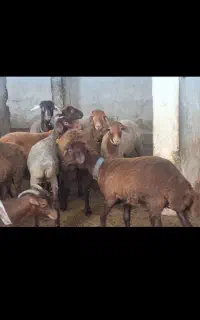 فروش بره نر بره ماده ومیش چاق