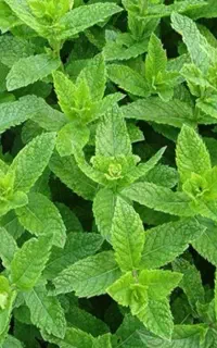 عرق نعنا کاملا طبیعی وخالص