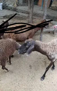 میش و بره