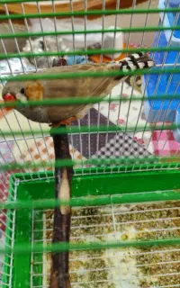 دو عدد فنچ کینگ