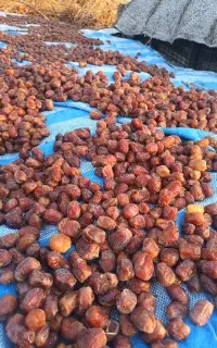 خرما مردسنگ فروشی