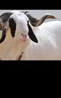 گوسفند فروشی در اسلامشهر ۲۴ساعته