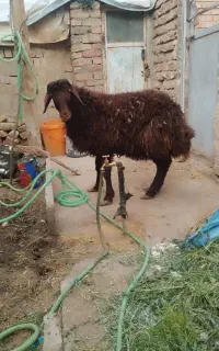 قوچ همو