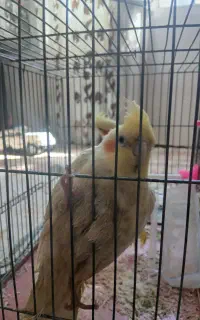 عروس هلندی