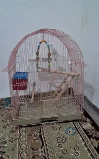 مرغ عشق