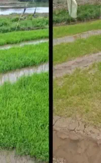 نمایندگی رسمی کود محرک رشد کروا تضمینی