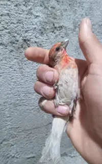 سهره نر گاوی درشت