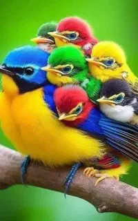 یک پرنده پیدا شده