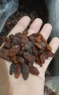 کشمش افتابی و شیرع انگور ورامین