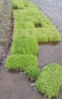 فروش ۵۰ عدد توم(نشا) باکسی