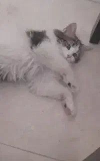 بچه گربه خانگی