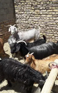 بزغاله نر وزن پایین