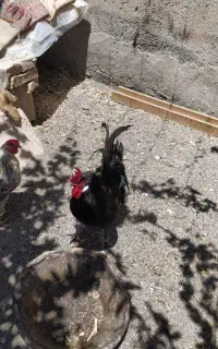 خروس