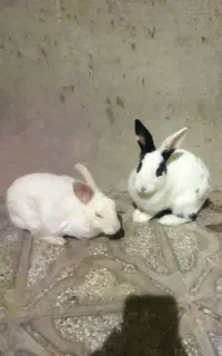 خرگوش نر و ماده جوان