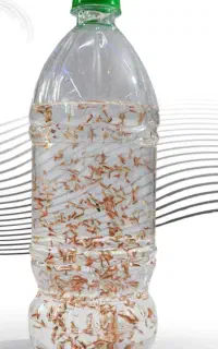 ارتمیا زنده