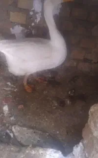 قوغاز ماده هر روز تخم میذاره