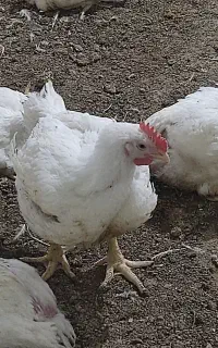 مرغ زنده به قیمت مرغداری
