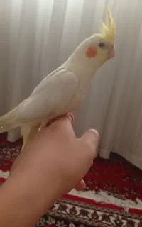 عروس هلندی نیمه دستی