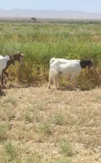 میش و بز
