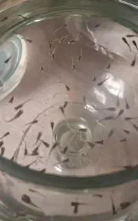 بچه ماهی گوپی