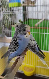 یک جفت مرغ عشق زیبا
