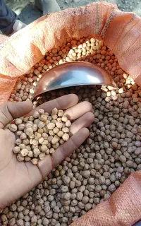 نخود تازه