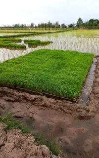 توم در باکس